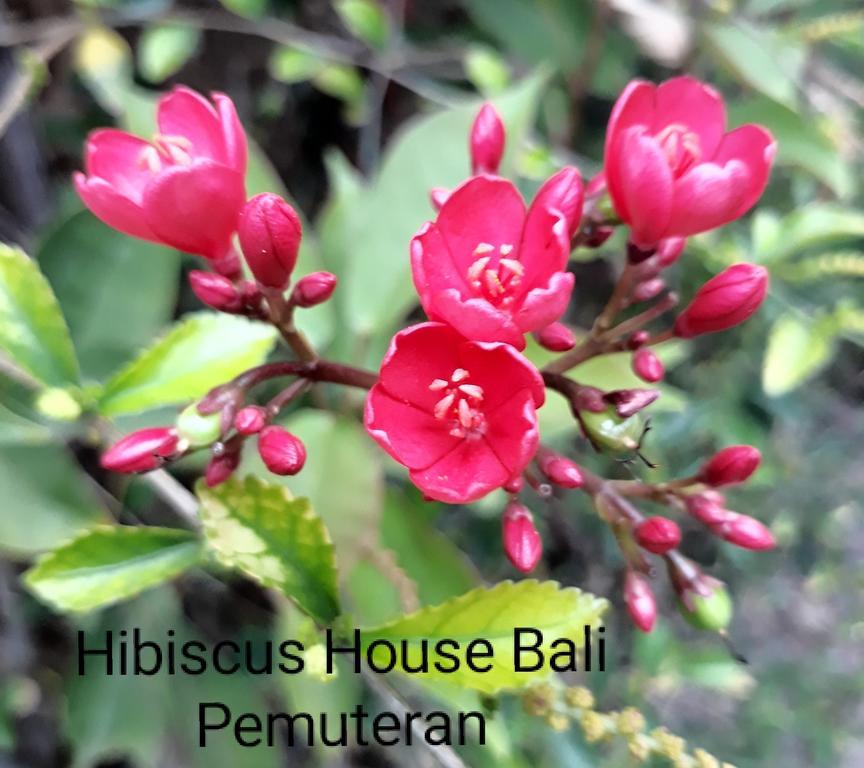 Hibiscus House Pemuteran Bali Hotel Exterior foto